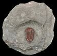 Red Gerastos Trilobite - Hmar Laghdad, Morocco #54377-2